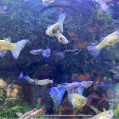 国産グッピー　ゴールド　コブラ系　稚魚若魚　10匹の画像