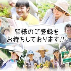 農作業スタッフ（登録制単発バイト）／キャベツの収穫作業作業のお手伝いなどの画像