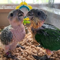 ズグロシロハラインコ 男の子