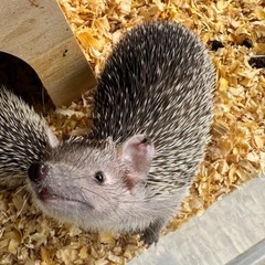 ヒメテンハリテンレック　ハリネズミベビー