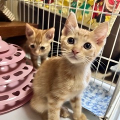 生後2ヶ月 茶トラ男の子②🐾(里親様決定)