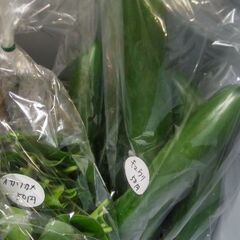 新鮮野菜コーナー8月8日の品出し予定です。
