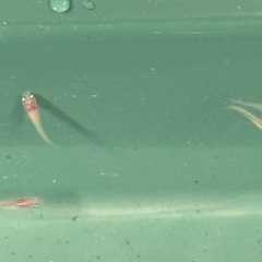 メダカ　稚魚　　の画像