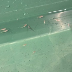 メダカ　稚魚　　の画像