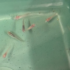 メダカ　稚魚　　の画像