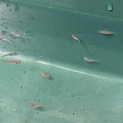 メダカ　稚魚　　の画像