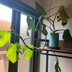 小さなモンステラ　観葉植物