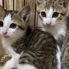 お山の5兄妹