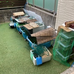 🐟【10軒☆御礼】ゾウリムシ900mlの画像