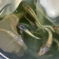 🐟【10軒☆御礼】ゾウリムシ900mlの画像