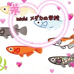 今春産まれたメダカ達‼️の画像