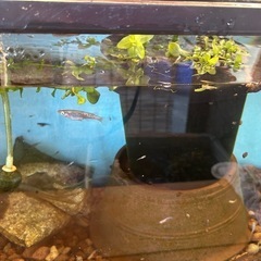 今春産まれたメダカ達‼️の画像