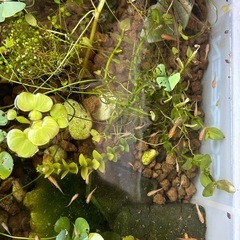 今春産まれたメダカ達‼️の画像