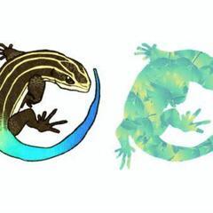 カナヘビとニホントカゲ探してます！