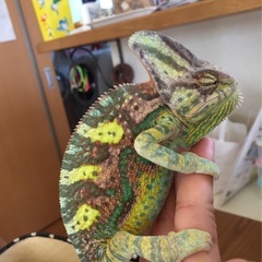 本日13時まで受付。ヨーロッパイエコオロギ　の画像