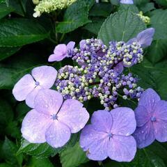 花・植物・野草について話したい！