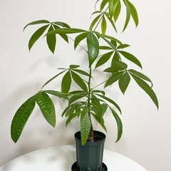 観葉植物　自生パキラ　スリット鉢付き　プランツ　ガーデニング 