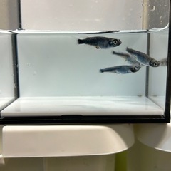 メダカ黒百式