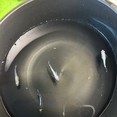 メダカ黒百式の画像