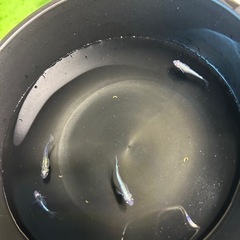 メダカ黒百式の画像