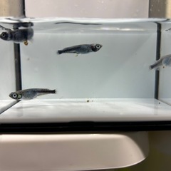 メダカ黒百式の画像