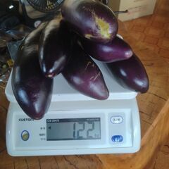 茄子(規格外セット　1kg)