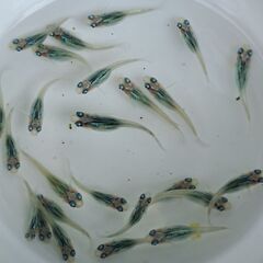 【メダカ】雫