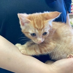 兄ちゃとらくん💕妹ミケちゃん - 猫