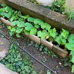 秋収穫⭐︎地生えきゅうりの苗🌱2本の画像