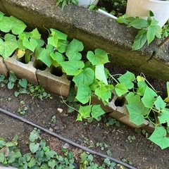 秋収穫⭐︎地生えきゅうりの苗🌱2本