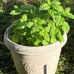 バジル大サイズの苗🌱2本