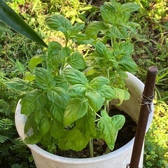 バジル大サイズの苗🌱2本の画像