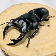 【送料無料】国産オオクワガタ ペア おうち時間のおともに オオク...
