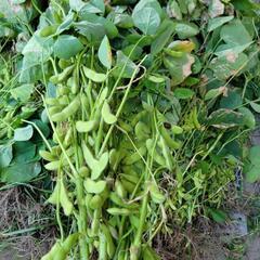 ❗❗農家のつくるっ美味しいえだまめ❗❗