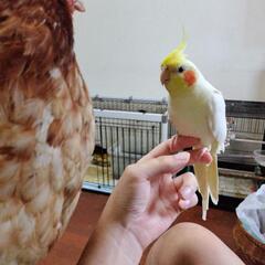 オカメインコ探しています