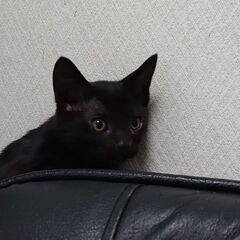 【ブラック女の子・むすびちゃん】妊娠した野良猫を保護→出産 