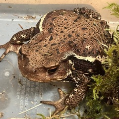 アズマヒキガエル