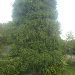 垂柳檜葉 スイリュウヒバ イトヒバ ヒヨクヒバ  植木 庭木 庭...