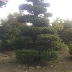 ツガ 栂 庭木 植木 植栽 庭石