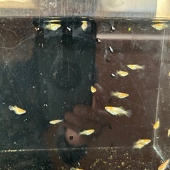 メダカ　　黄金べっ甲ダルマ　半だる