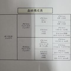 5 国産オオクワガタ 能勢産YG血統 ♀47mmの画像