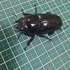5 国産オオクワガタ 能勢産YG血統 ♀47mmの画像
