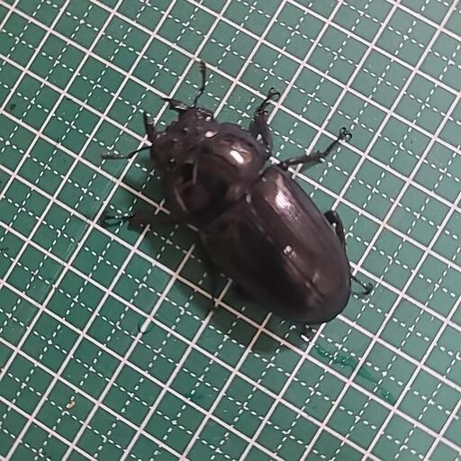 5 国産オオクワガタ 能勢産YG血統 ♀47mm