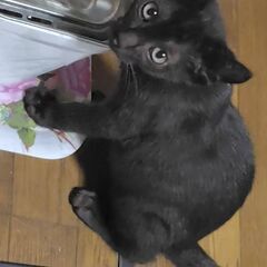 黒くんな短距離のメダリストです