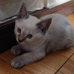 【ホワイト男の子】妊娠した野良猫を保護→出産 