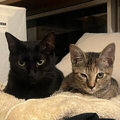 【相談中】美猫黒猫母、感染症陰性。子供はみんな里子にでました。