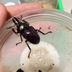 ニジイロクワガタ紫紺血統ペアの画像
