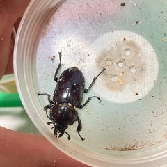 ニジイロクワガタ紫紺血統ペアの画像