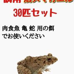 餌用 カエル