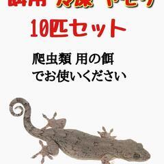 餌用 冷凍 ヤモリ